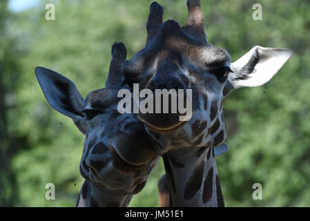 Madrid, Espagne. Le 25 juillet, 2017. Deux girafes Rothschild photographié à la zoo de Madrid. Credit : Jorge Sanz/Pacific Press/Alamy Live News Banque D'Images