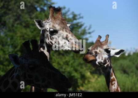 Madrid, Espagne. Le 25 juillet, 2017. Deux girafes Rothschild photographié à la zoo de Madrid. Credit : Jorge Sanz/Pacific Press/Alamy Live News Banque D'Images