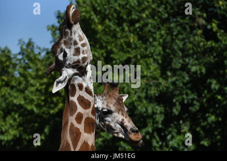 Madrid, Espagne. Le 25 juillet, 2017. Deux girafes Rothschild photographié à la zoo de Madrid. Credit : Jorge Sanz/Pacific Press/Alamy Live News Banque D'Images