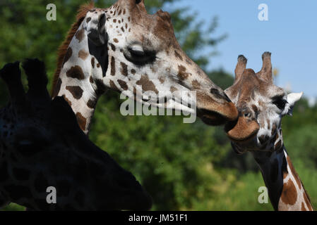 Madrid, Espagne. Le 25 juillet, 2017. Deux girafes Rothschild photographié à la zoo de Madrid. Credit : Jorge Sanz/Pacific Press/Alamy Live News Banque D'Images