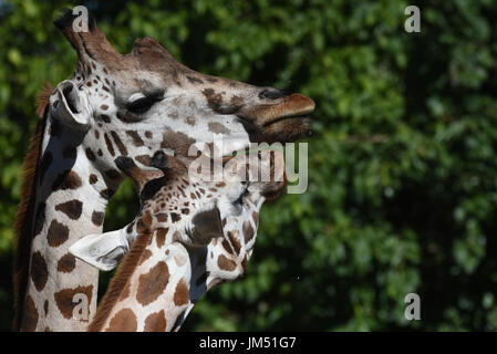 Madrid, Espagne. Le 25 juillet, 2017. Deux girafes Rothschild photographié à la zoo de Madrid. Credit : Jorge Sanz/Pacific Press/Alamy Live News Banque D'Images