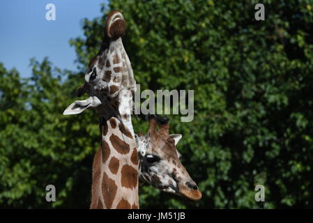 Madrid, Espagne. Le 25 juillet, 2017. Deux girafes Rothschild photographié à la zoo de Madrid. Credit : Jorge Sanz/Pacific Press/Alamy Live News Banque D'Images