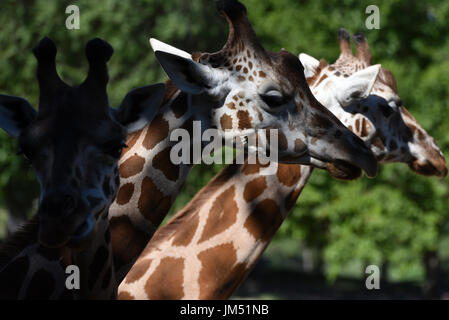 Madrid, Espagne. Le 25 juillet, 2017. Deux girafes rothschild photographié à la zoo de Madrid. Les Rothschild Girafe (Giraffa camelopardalis rothschildi) est l'une des plus menacée de populations distinctes de girafe, avec 1671 personnes estimées dans la nature en 2016. Credit : Jorge Sanz/Pacific Press/Alamy Live News Banque D'Images