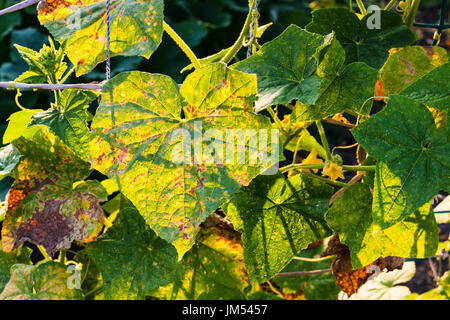 Feuilles de plantation concombre endommagée par l'araignée au jardin d'été au coucher du soleil dans la région de Krasnodar en Russie Banque D'Images