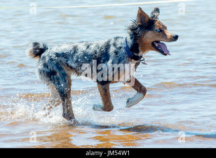 Blue Eyed magnifique Berger Australien chien qui court en eau peu profonde sur la plage mid air Banque D'Images