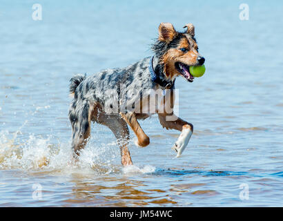 Magnifique, superbe couleur tri Berger Australien chien qui court et jouer avec balle de tennis dans la bouche à l'eau de mer peu profonde Banque D'Images