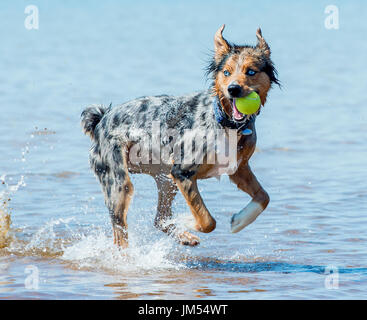 Magnifique, superbe couleur tri Berger Australien chien qui court et jouer avec balle de tennis dans la bouche à l'eau de mer peu profonde Banque D'Images