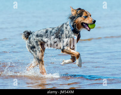 Magnifique, superbe couleur tri Berger Australien chien qui court et jouer avec balle de tennis dans la bouche à l'eau de mer peu profonde Banque D'Images