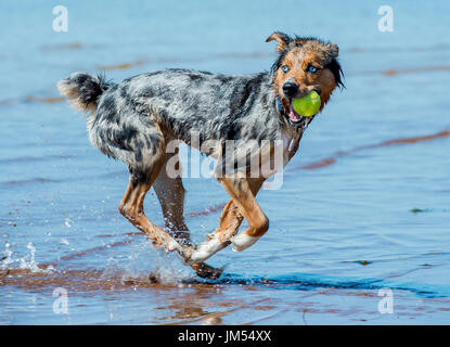 Magnifique, superbe couleur tri Berger Australien chien qui court et jouer avec balle de tennis dans la bouche à l'eau de mer peu profonde Banque D'Images