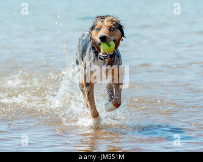 Magnifique, superbe couleur tri Berger Australien chien qui court et jouer avec balle de tennis dans la bouche à l'eau de mer peu profonde Banque D'Images