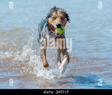 Magnifique, superbe couleur tri Berger Australien chien qui court et jouer avec balle de tennis dans la bouche à l'eau de mer peu profonde Banque D'Images