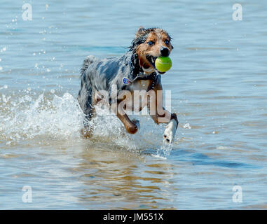 Magnifique, superbe couleur tri Berger Australien chien qui court et jouer avec balle de tennis dans la bouche à l'eau de mer peu profonde Banque D'Images