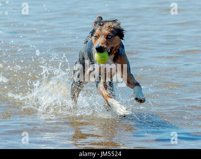 Magnifique, superbe couleur tri Berger Australien chien qui court et jouer avec balle de tennis dans la bouche à l'eau de mer peu profonde Banque D'Images