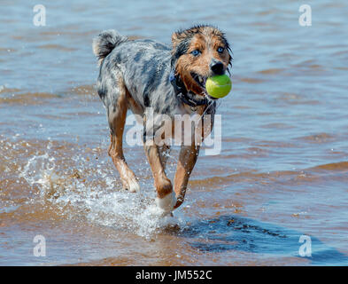 Magnifique, superbe couleur tri Berger Australien chien qui court et jouer avec balle de tennis dans la bouche à l'eau de mer peu profonde Banque D'Images