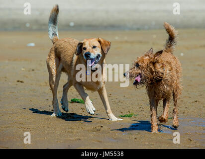 Les chiens heureux de jouer gratuitement en cours d'exécution qui s'ébattent sur la plage en eau peu profonde Provincetown, MA Banque D'Images