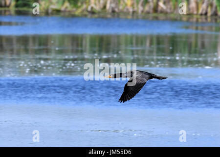 Double-crested Cormorant en vol au-dessus de l'eau Banque D'Images