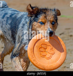 Superbe adorable belle blue eyed tri color merle chien berger australien avec orange West Paw frisbee dans la bouche sur la plage close up Banque D'Images