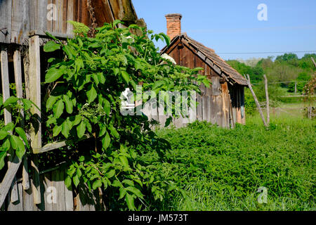 Cuisine d'été et pig sty dépendances dans le jardin d'une maison de village rural typique dans la région de zala en Hongrie Banque D'Images