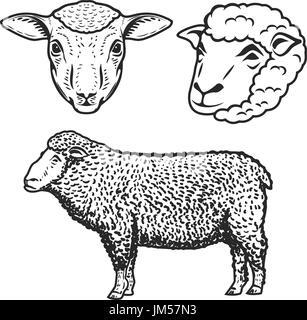 L'ensemble d'illustrations de mouton isolé sur fond blanc. Éléments de conception pour le label, logo, emblème, signe, marque de marque. Vector illustration. Illustration de Vecteur