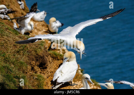 Fou de Bassan airborne battant transportant le matériel du nid dans son bec, une partie de la plus grande colonie de fou de bassan continentale au Royaume-Uni à Bempton Cliffs. Banque D'Images