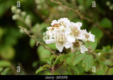 Fleurs sur le buisson Blackberry avec des feuilles vertes en Irlande Banque D'Images