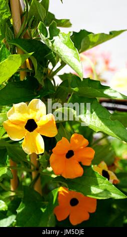 Thunbergia balata ou Noir - Eyed Susan vine fleurs en couleur jaune et or Banque D'Images