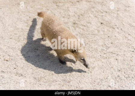 Coati, sud-américaine ou de l'anneau-tailed coati (Nasua nasua) Banque D'Images