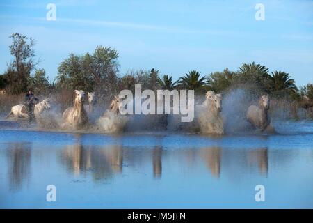 Chevaux blancs Camargue, France Banque D'Images