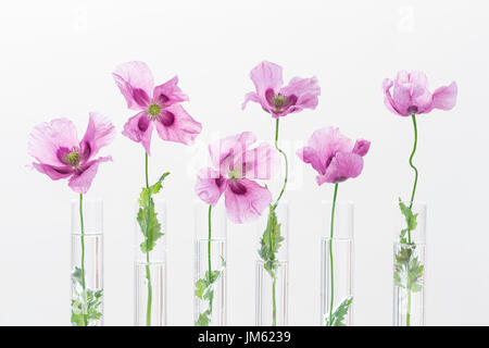 Coquelicots pourpre , en tube à essai pour les produits à base de plantes médicinales et de la médecine chimique et huile essentielle sur fond blanc. Le concept de recherche sur les plantes médicinales. Banque D'Images