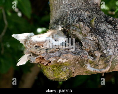 Sterne fée bébé dans le nid à la fin d'une branche d'arbre Banque D'Images
