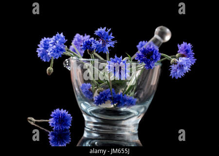 Beau Bleu bleuet en mortier en verre isolé sur noir- Banque D'Images