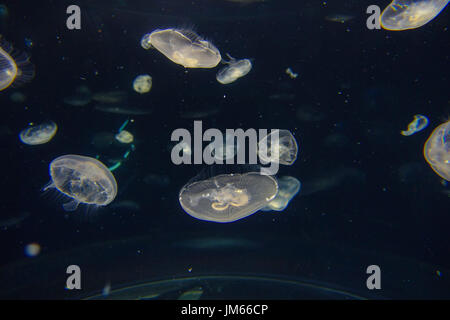 Close up de belles méduses à l'intérieur de l'Aquarium d'Osaka Kaiyukan à Osaka, Japon Banque D'Images