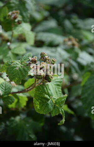 Les mûres de maturation sur le buisson avec des feuilles vertes en Irlande Banque D'Images