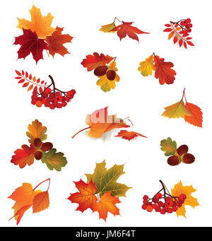 Automne icon set. automne feuilles et baies. la nature collection vecteur symbole isolé sur fond blanc. Banque D'Images