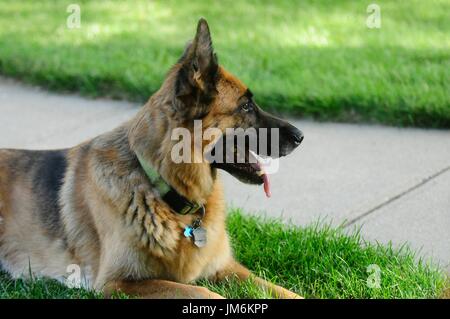 German Shepard Banque D'Images
