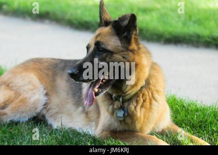 German Shepard Banque D'Images