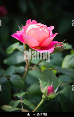 La photographie de fleurs macro shot of garden rose en étroite détail pris en UK Banque D'Images