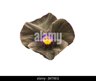 Pansy flower noir isolé sur fond blanc Banque D'Images