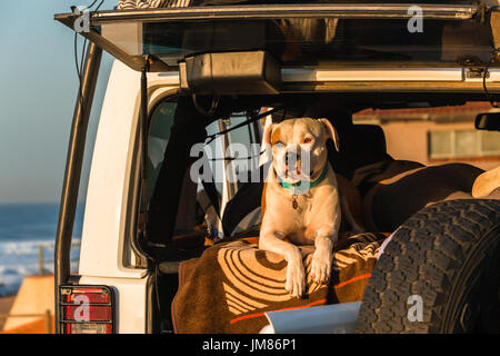 Chien assis dans l'arrière de la capture du soleil matin voiture surfeurs sur la plage. Banque D'Images