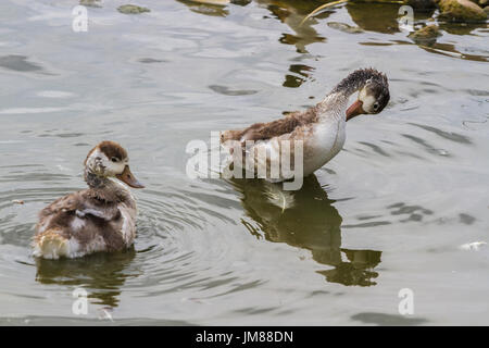 Tadorne de poussins à Slimbridge Banque D'Images