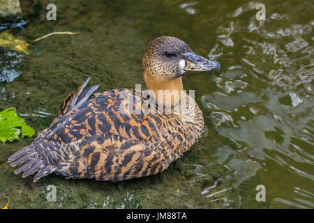 Africabn canard blanc dans les régions tropicales de chambre à Slimbridge Banque D'Images