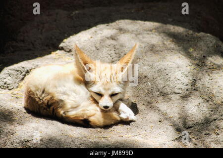 Le fennec fox (Vulpes zerda) ou fennec est un petit renard nocturne trouvé dans le Sahara de l'Afrique du Nord. Banque D'Images