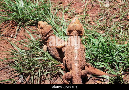 Deux Pogona - nom commun dragon barbu Banque D'Images