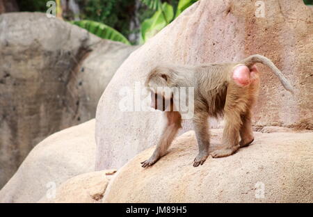 L'hamadryas baboon - une espèce de babouin de l'Ancien Monde monkey family. Banque D'Images