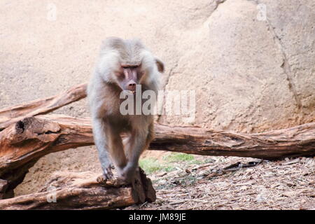 L'hamadryas baboon - une espèce de babouin de l'Ancien Monde monkey family. Banque D'Images