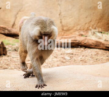 L'hamadryas baboon - une espèce de babouin de l'Ancien Monde monkey family. Banque D'Images
