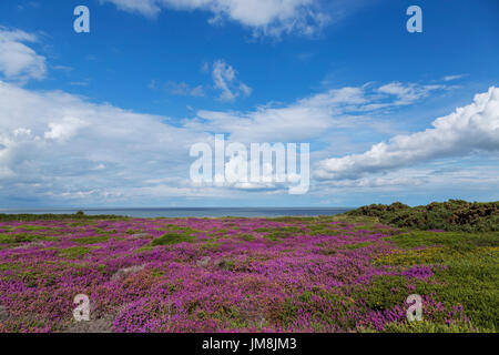 Après-midi d'été ensoleillé sur les falaises de Dunwich avec Heather en couleur et de la mer du Nord en arrière-plan Banque D'Images