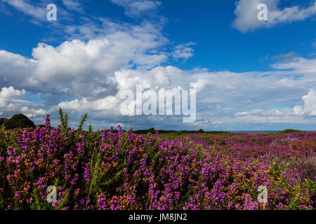 Après-midi d'été ensoleillé sur les falaises de Dunwich avec Heather en couleur et de la mer du Nord en arrière-plan Banque D'Images