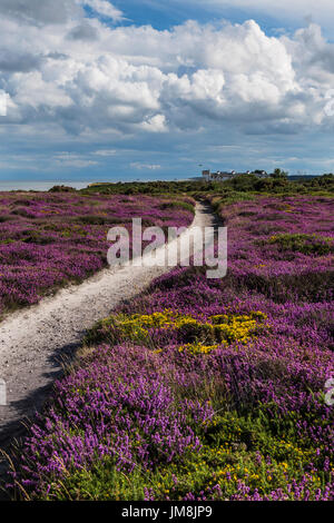 Après-midi d'été ensoleillé sur les falaises de Dunwich avec Heather en couleur et des garde-côtes cottages en arrière-plan Banque D'Images