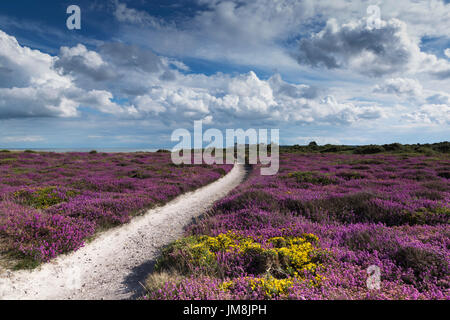 Après-midi d'été ensoleillé sur les falaises de Dunwich avec Heather en couleur et des garde-côtes cottages en arrière-plan Banque D'Images